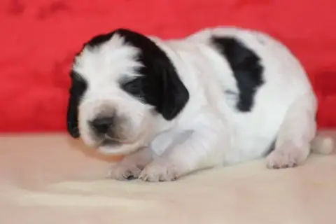English Springer Spaniel  Femelle 2 Des Diamants Vert 3da78