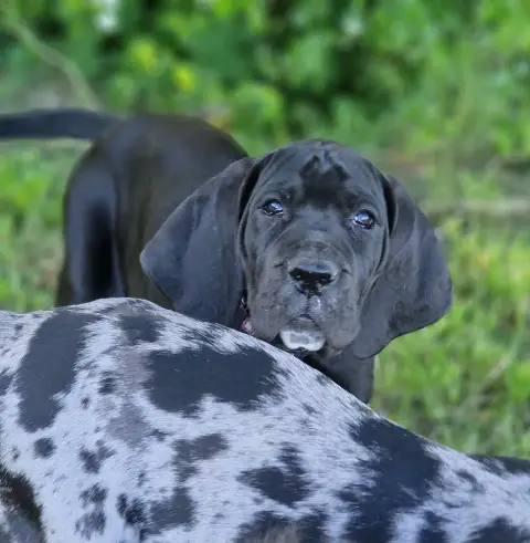 Dogue Allemand  Baccara Du Domaine Du Rupt De Mad