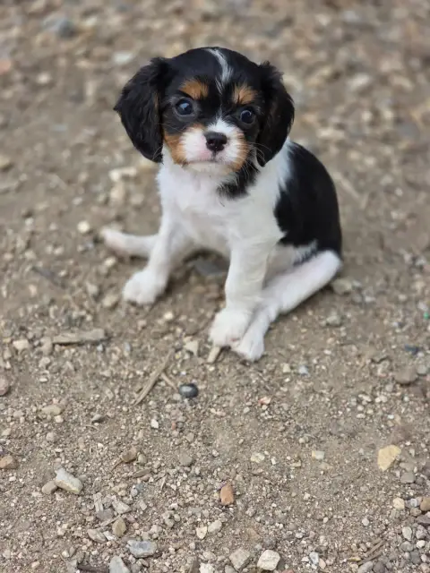 Cavalier King Charles Spaniel  Chiot N°4 Des Deux Che e543f photo 2