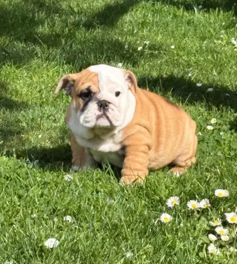 Bulldog Anglais  Bertille D'Izzie Bull'S photo 2