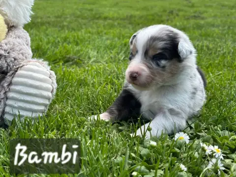 Berger Australien  Bambi De L'Amour De L'Arche De Noë 419ea