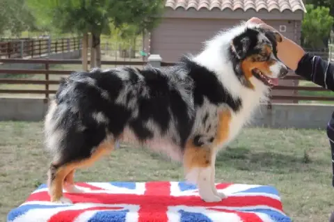 Berger Australien  Chiot 1 De L'Hubac De Lange photo 3