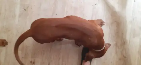 Rhodesian Ridgeback  Badiane Hells Rhodesian