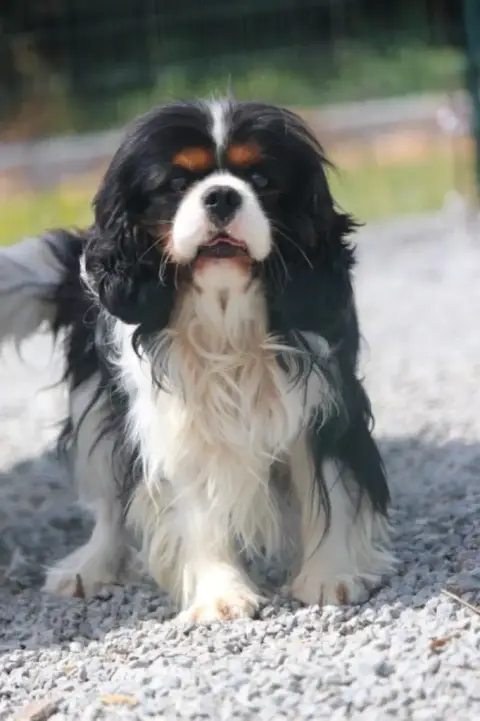 Cavalier King Charles Spaniel  Chiot N°3 Des Rives Du d3d3c photo 2