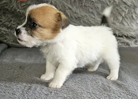 Jack Russell Terrier  Bidule Lacus Meduli