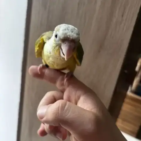 Conure Ananas Eam