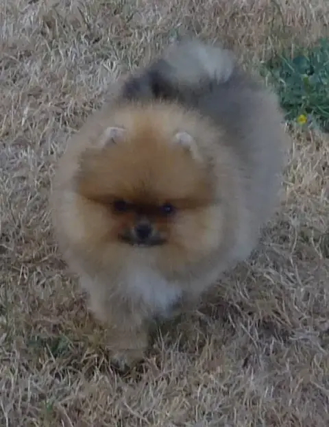 Spitz Allemand 
                        Bounty Des Pe 6f283 photo 3