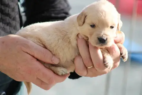 Golden Retriever  Chiot N°7 Des Romarins De Mayerling 2f96a photo 2