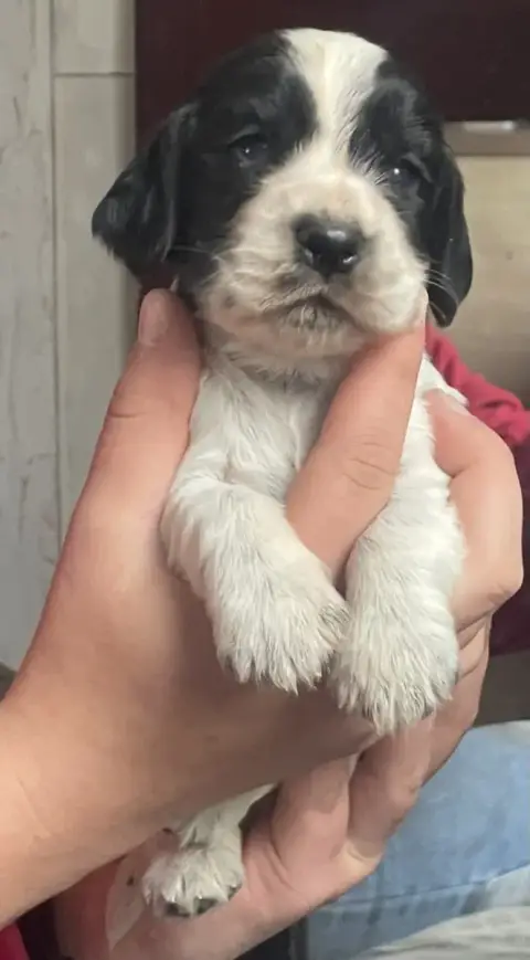 Cocker Spaniel Anglais  Chiot N°1 Du Pacte Des Loups 5eea3