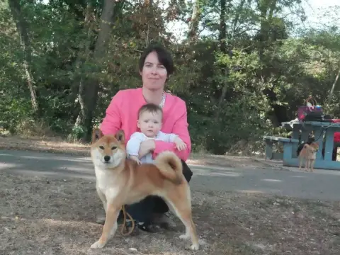 Shiba  Chiot 3 Des Roses De Charlemagne photo 3