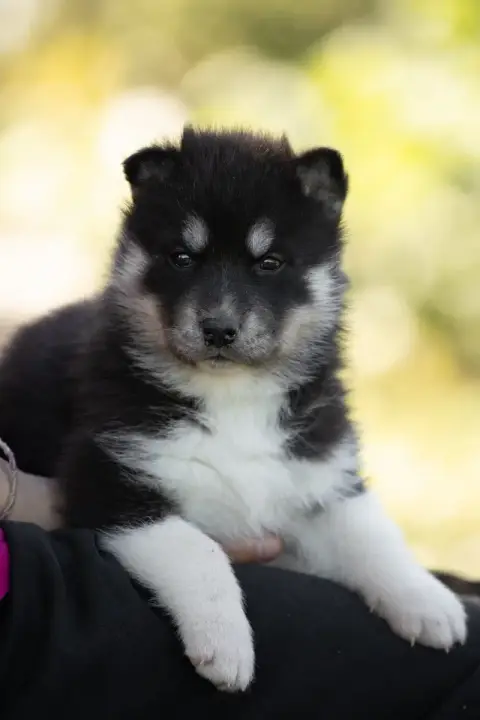 Siberian Husky  Betsy Of Umok'S Dreams photo 3