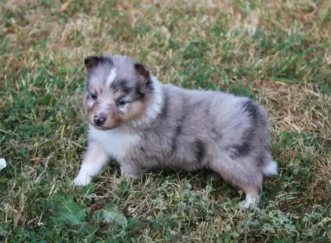 Shetland Sheepdog  Chiot N°4 Du Royaume D'Angélique c17d3 photo 3