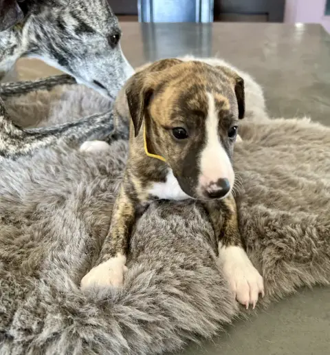 Whippet  Chiot N°6 Du Domaine Le Haut Blanc Mesnil
