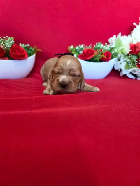 Cocker Spaniel Anglais  B........... Du Domaine De St f40e7