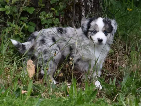 Berger Américain Miniature  Chiot N°7 photo 3
