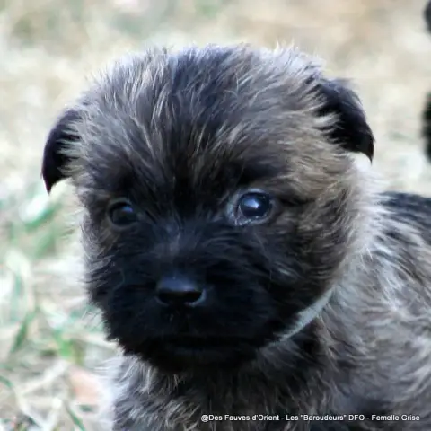 Cairn Terrier photo 2