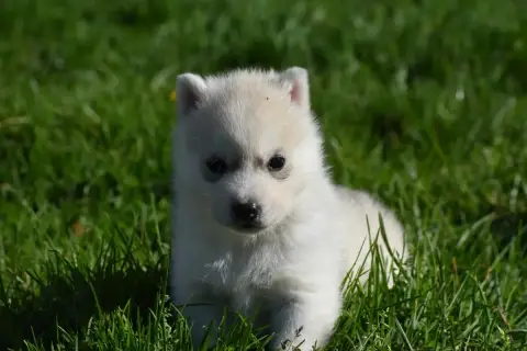 Siberian Husky  Chiot N°3 Du Chalet Des Edelweiss photo 2