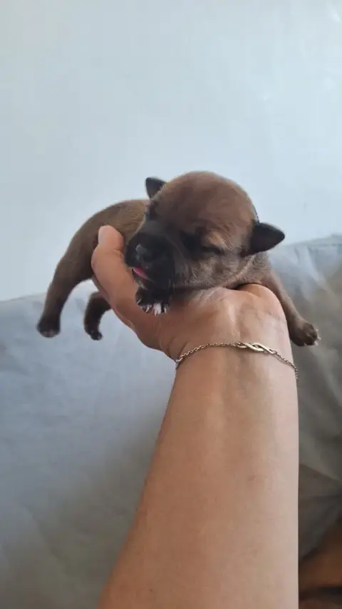 Staffordshire Bull Terrier  Chiot 4 Les Trésors De Co a2275