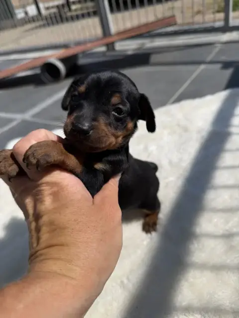 Pinscher Nain  Chiot N°5