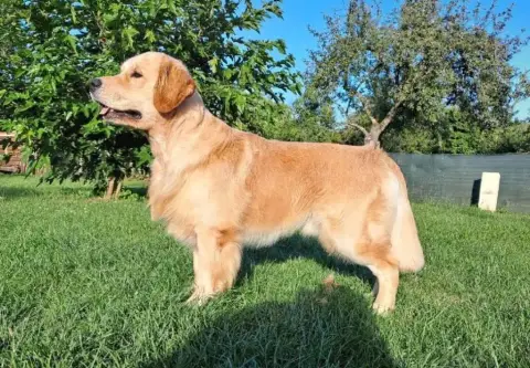 Golden Retriever  Rouge photo 2