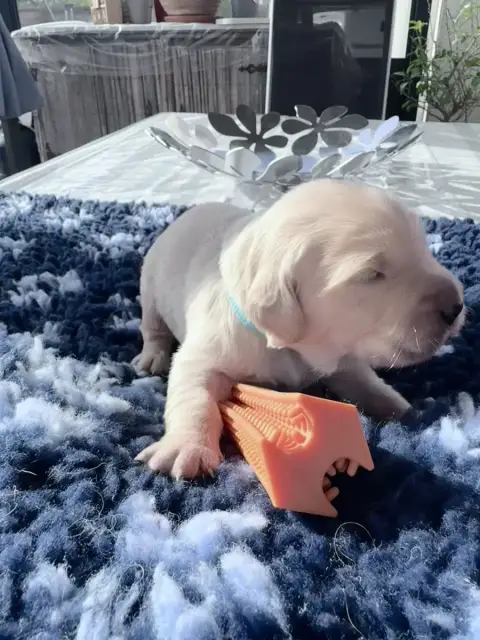 Golden Retriever  Bleu Clair De La Fontaine De Ricaud b062a