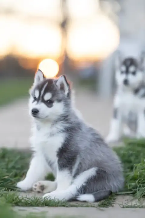 Siberian Husky  Chiot 5 Of The Land Of Midnight photo 2