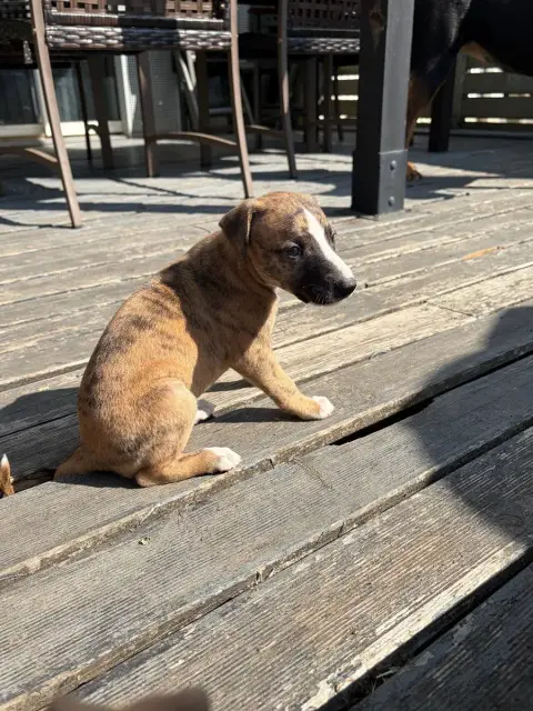 Adopter Whippet 
                        Chiot N°2 Des Soft M d8079