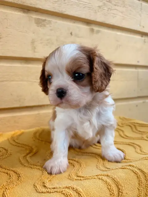 Cavalier King Charles Spaniel 
                       d1203