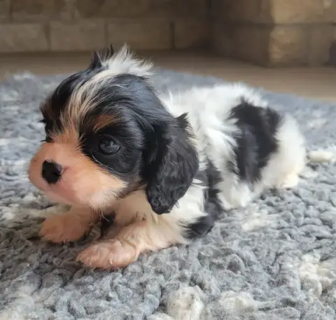 Cavalier King Charles Spaniel photo 3