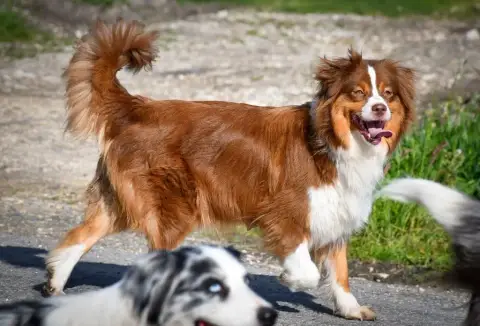Berger Australien  Bleu Merle Du Vent Occitan photo 3