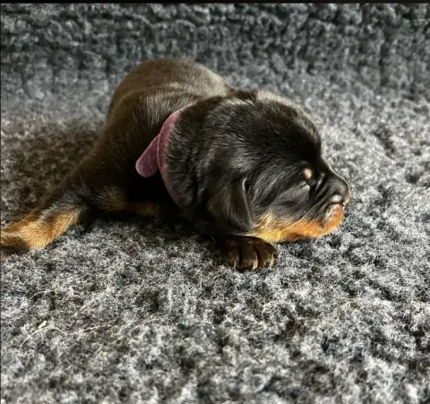 Berger De Beauce  Chiot 4 Violet De La Plaine Des Eol 70457 photo 2