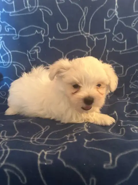 Bichon Maltais  Balou Du Hameau De Roxane
