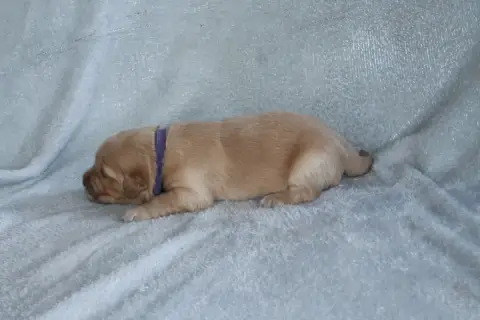 Golden Retriever photo 2
