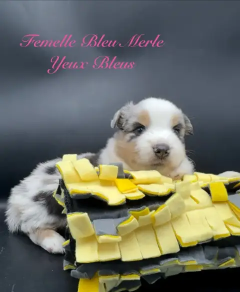 Berger Américain Miniature  Chiot N°6 Des Joyaux Des  2facc