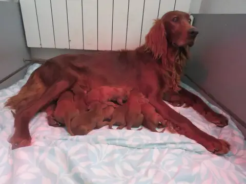 Setter Irlandais Rouge  Chiot 5 Des Bords Du Clain