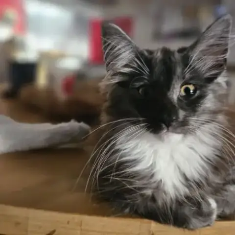 Adopter Chatons De Race Norvégien