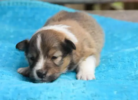 Shetland Sheepdog  Chiot N°1 Des Collines De Sagne