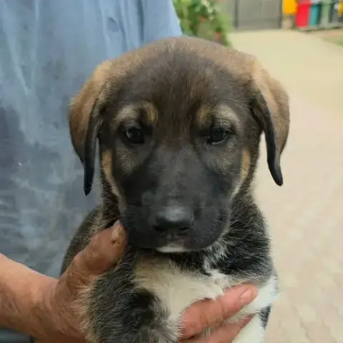 Basile Gros Bébé À L'Adoption