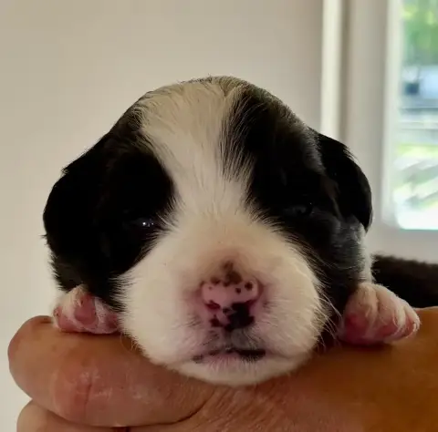 Border Collie photo 2