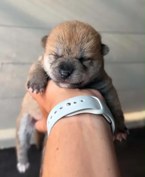 Shiba