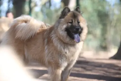 Eurasier  Leia Du Royaume D'Ebène