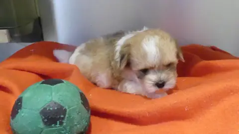 Coton De Tulear  Chiot N°2 Du Domaine Des Ecorces