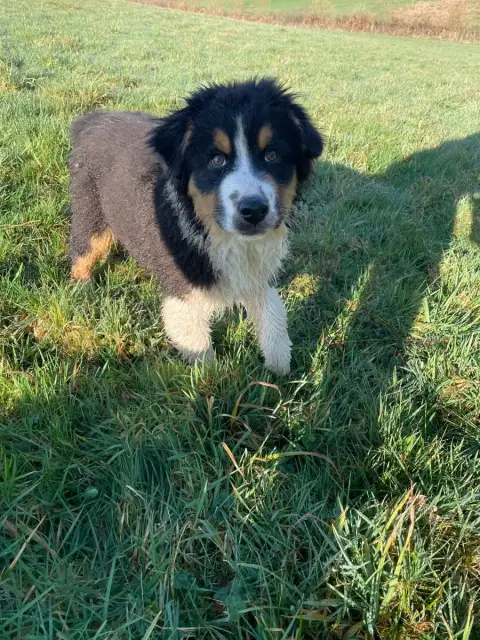 Berger Australien  Addams Pugsley De La Vallée Des Lo bf1dd
