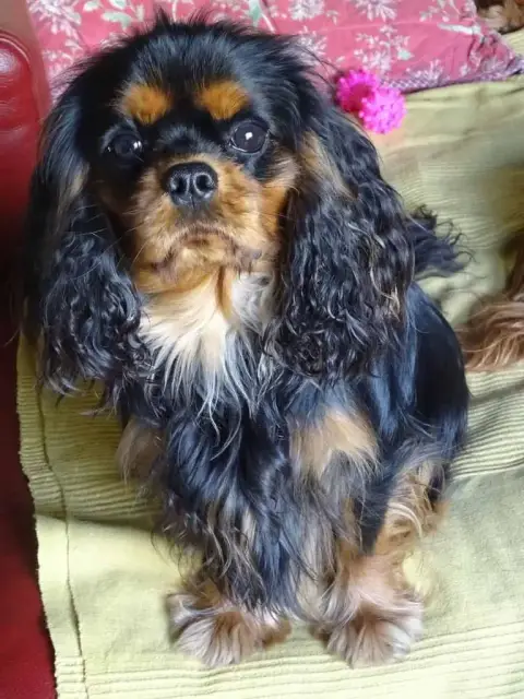 Cavalier King Charles Spaniel  Bounty Ironblood photo 3