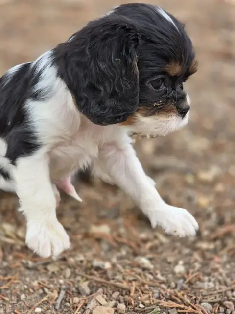 Cavalier King Charles Spaniel  Chiot N°3 Des Deux Che 93665 photo 3