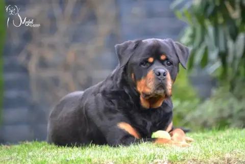 Rottweiler  Bella Des Gardiens Du Mur De Glace photo 2