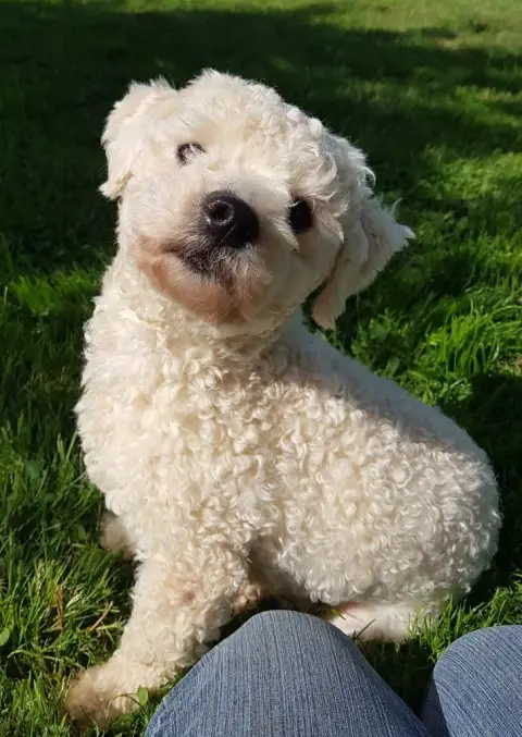 Bichon Frise  Chiot N°5 Des Marais De Courmont