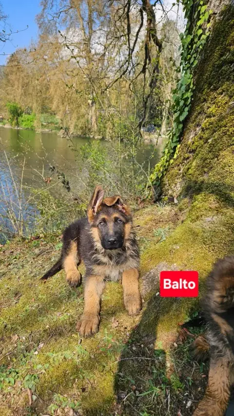 Berger Allemand  Balto