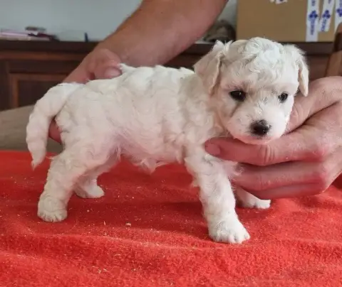 Bichon Frise  Chiot N°2 Des Hirondelles Du Voyage photo 2