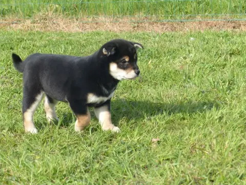 Shiba  Prénom Libre Des Terres Des Forges
